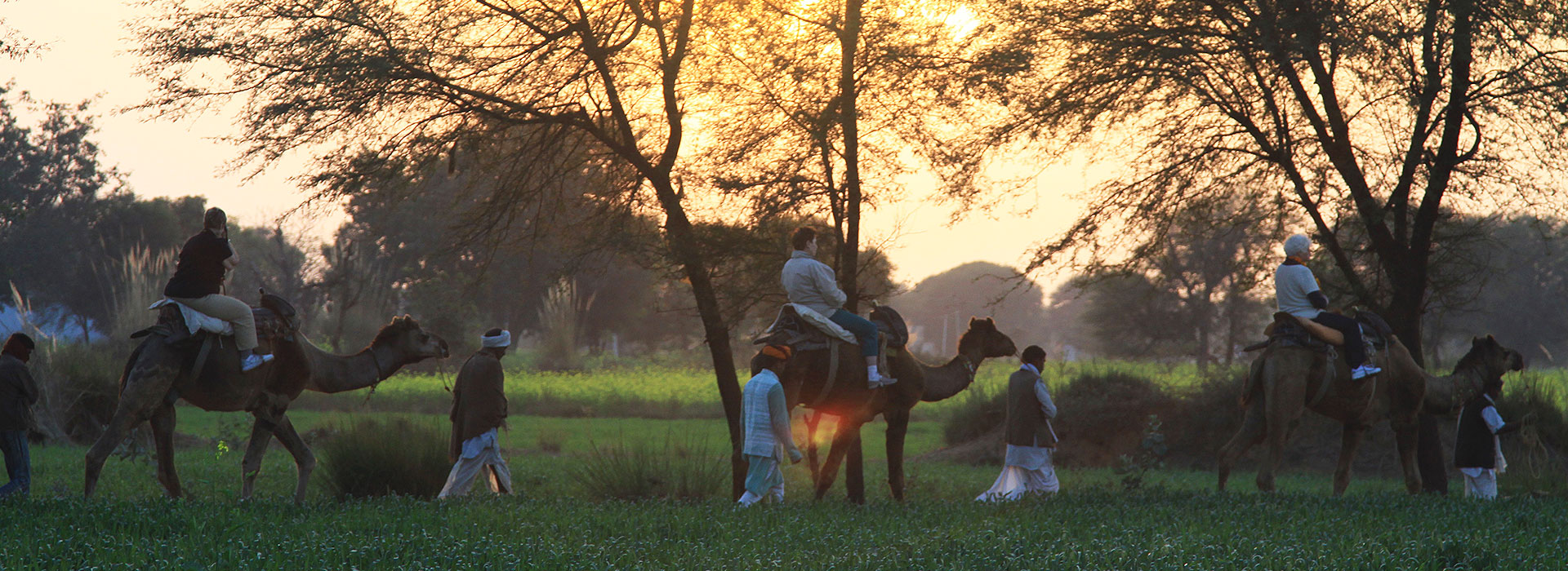 Abhaneri Village Safari Camp